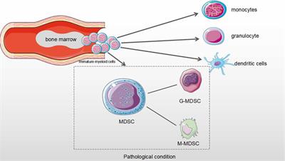 MicroRNAs/LncRNAs Modulate MDSCs in Tumor Microenvironment